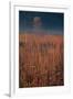 Little Bluestem Prairie Grass-Steve Gadomski-Framed Photographic Print