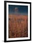 Little Bluestem Prairie Grass-Steve Gadomski-Framed Photographic Print