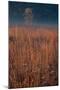 Little Bluestem Prairie Grass-Steve Gadomski-Mounted Photographic Print