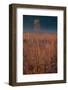 Little Bluestem Prairie Grass-Steve Gadomski-Framed Photographic Print