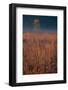 Little Bluestem Prairie Grass-Steve Gadomski-Framed Photographic Print