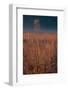 Little Bluestem Prairie Grass-Steve Gadomski-Framed Photographic Print