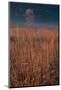 Little Bluestem Prairie Grass-Steve Gadomski-Mounted Photographic Print