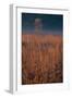 Little Bluestem Prairie Grass-Steve Gadomski-Framed Photographic Print