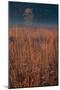 Little Bluestem Prairie Grass-Steve Gadomski-Mounted Photographic Print