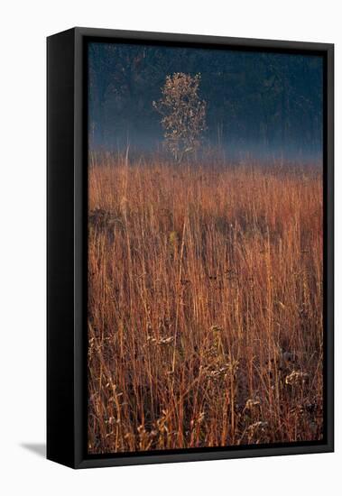 Little Bluestem Prairie Grass-Steve Gadomski-Framed Stretched Canvas