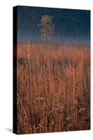 Little Bluestem Prairie Grass-Steve Gadomski-Stretched Canvas