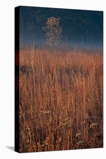 Little Bluestem Prairie Grass-Steve Gadomski-Stretched Canvas