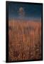 Little Bluestem Prairie Grass-Steve Gadomski-Framed Photographic Print