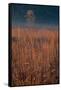 Little Bluestem Prairie Grass-Steve Gadomski-Framed Stretched Canvas