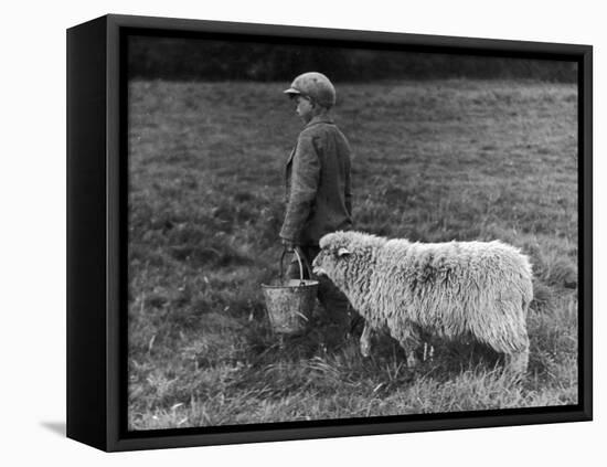 Little Boy Carring a Metal Pail of Feed is Followed by a Hungry Sheep!-null-Framed Stretched Canvas