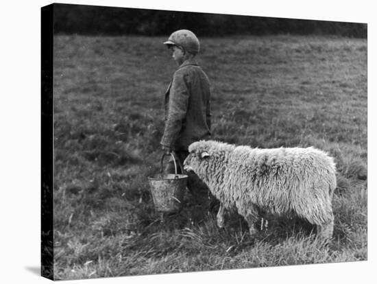 Little Boy Carring a Metal Pail of Feed is Followed by a Hungry Sheep!-null-Stretched Canvas