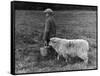 Little Boy Carring a Metal Pail of Feed is Followed by a Hungry Sheep!-null-Framed Stretched Canvas