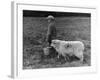 Little Boy Carring a Metal Pail of Feed is Followed by a Hungry Sheep!-null-Framed Photographic Print