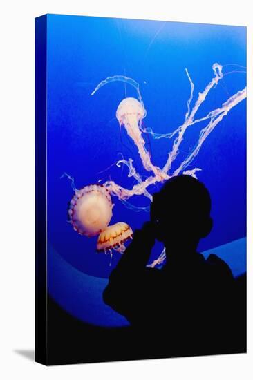 Little Boy Photographs Display of Jellys-Hal Beral-Stretched Canvas