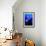 Little Boy Photographs Display of Jellys-Hal Beral-Framed Photographic Print displayed on a wall