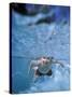 Little Boy Swimming Underwater-James Gritz-Stretched Canvas