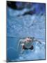 Little Boy Swimming Underwater-James Gritz-Mounted Photographic Print