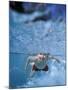 Little Boy Swimming Underwater-James Gritz-Mounted Photographic Print