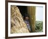 Little Boy, Uros Floating Reed Island, Lake Titicaca, Peru, South America-Jane Sweeney-Framed Photographic Print