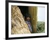 Little Boy, Uros Floating Reed Island, Lake Titicaca, Peru, South America-Jane Sweeney-Framed Photographic Print