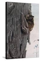 Little Brown Bat-Louis Agassiz Fuertes-Stretched Canvas