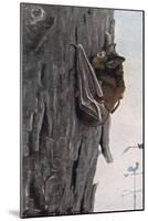 Little Brown Bat-Louis Agassiz Fuertes-Mounted Giclee Print