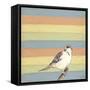 Little Brown Bird-Tammy Kushnir-Framed Stretched Canvas