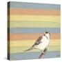 Little Brown Bird-Tammy Kushnir-Stretched Canvas