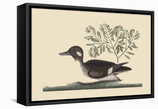 Little Brown Duck-Mark Catesby-Framed Stretched Canvas