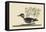 Little Brown Duck-Mark Catesby-Framed Stretched Canvas