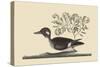 Little Brown Duck-Mark Catesby-Stretched Canvas