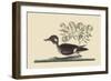 Little Brown Duck-Mark Catesby-Framed Art Print