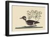 Little Brown Duck-Mark Catesby-Framed Art Print