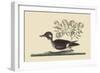 Little Brown Duck-Mark Catesby-Framed Art Print