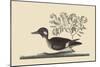 Little Brown Duck-Mark Catesby-Mounted Art Print