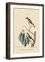 Little Brown Flycatcher-Mark Catesby-Framed Art Print