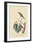 Little Brown Flycatcher-Mark Catesby-Framed Art Print