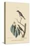 Little Brown Flycatcher-Mark Catesby-Stretched Canvas