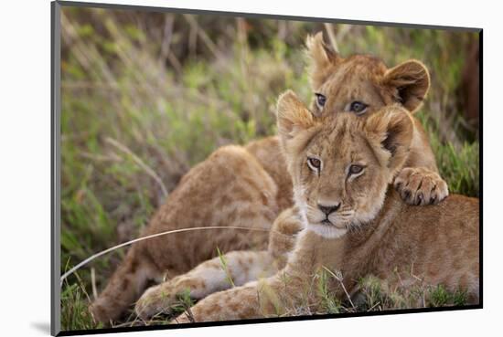 Little Buddies-Mark Bridger-Mounted Art Print