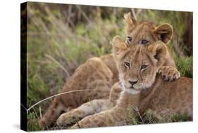 Little Buddies-Mark Bridger-Stretched Canvas