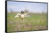 Little Bustard (Tetrax Tetrax) Male Display, Jumping On The Lek. Lleida Province. Catalonia. Spain-Oscar Dominguez-Framed Stretched Canvas