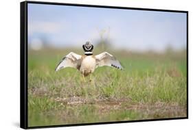 Little Bustard (Tetrax Tetrax) Male Display, Jumping On The Lek. Lleida Province. Catalonia. Spain-Oscar Dominguez-Framed Stretched Canvas