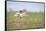 Little Bustard (Tetrax Tetrax) Male Display, Jumping On The Lek. Lleida Province. Catalonia. Spain-Oscar Dominguez-Framed Stretched Canvas