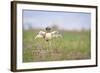 Little Bustard (Tetrax Tetrax) Male Display, Jumping On The Lek. Lleida Province. Catalonia. Spain-Oscar Dominguez-Framed Photographic Print