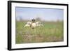 Little Bustard (Tetrax Tetrax) Male Display, Jumping On The Lek. Lleida Province. Catalonia. Spain-Oscar Dominguez-Framed Photographic Print