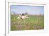 Little Bustard (Tetrax Tetrax) Male Display, Jumping On The Lek. Lleida Province. Catalonia. Spain-Oscar Dominguez-Framed Photographic Print