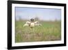 Little Bustard (Tetrax Tetrax) Male Display, Jumping On The Lek. Lleida Province. Catalonia. Spain-Oscar Dominguez-Framed Photographic Print