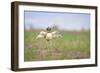 Little Bustard (Tetrax Tetrax) Male Display, Jumping On The Lek. Lleida Province. Catalonia. Spain-Oscar Dominguez-Framed Photographic Print