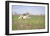 Little Bustard (Tetrax Tetrax) Male Display, Jumping On The Lek. Lleida Province. Catalonia. Spain-Oscar Dominguez-Framed Photographic Print